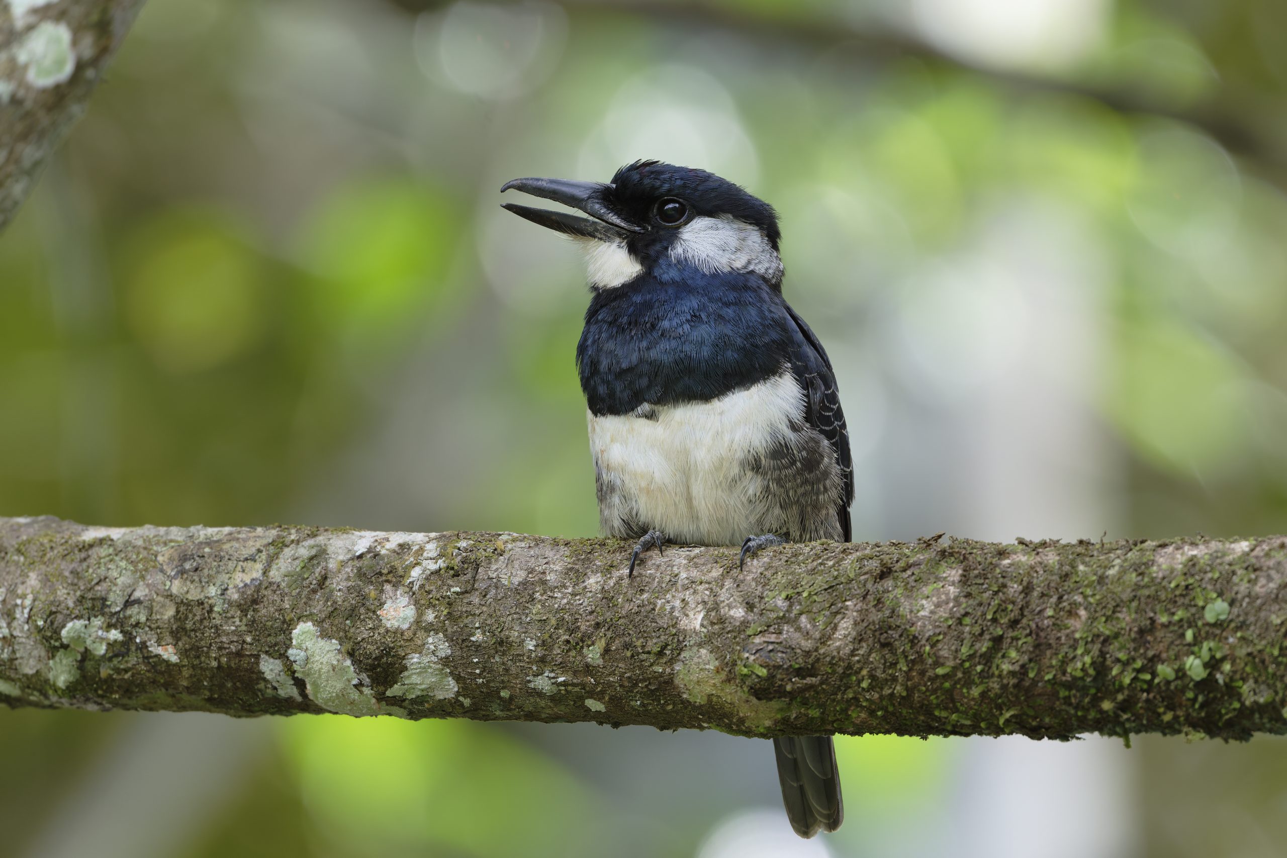 Panama 2026:  Gamboa/Pipeline Road, Feb 2 – 4
