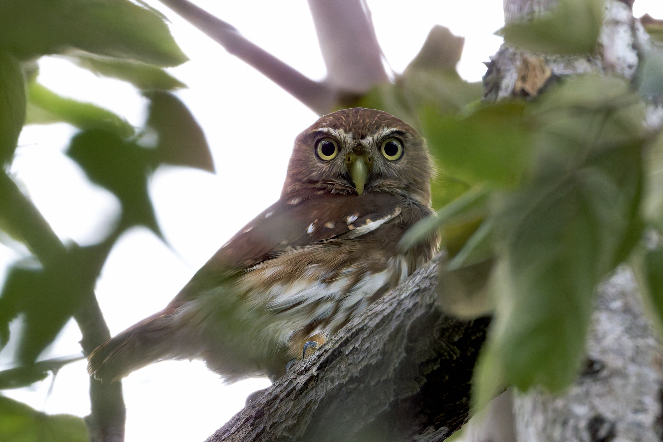 Panama 2026: El Valle de Antón, Feb 5 – 6