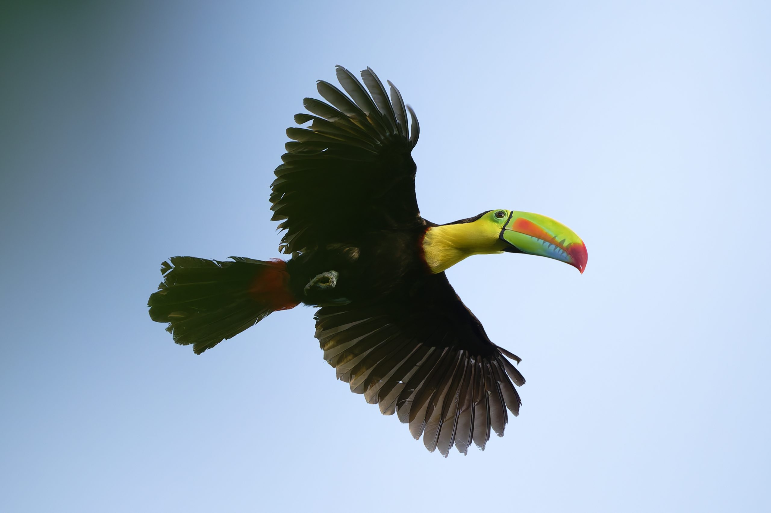 Panama 2026: Gamboa pre-tour, Jan 31 – Feb 1