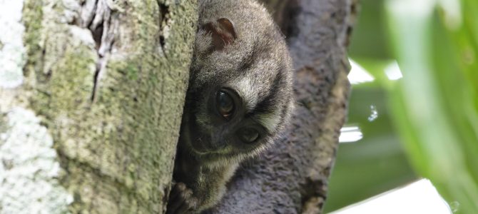 Panama 2026: back to Gamboa, Feb 15 – 18