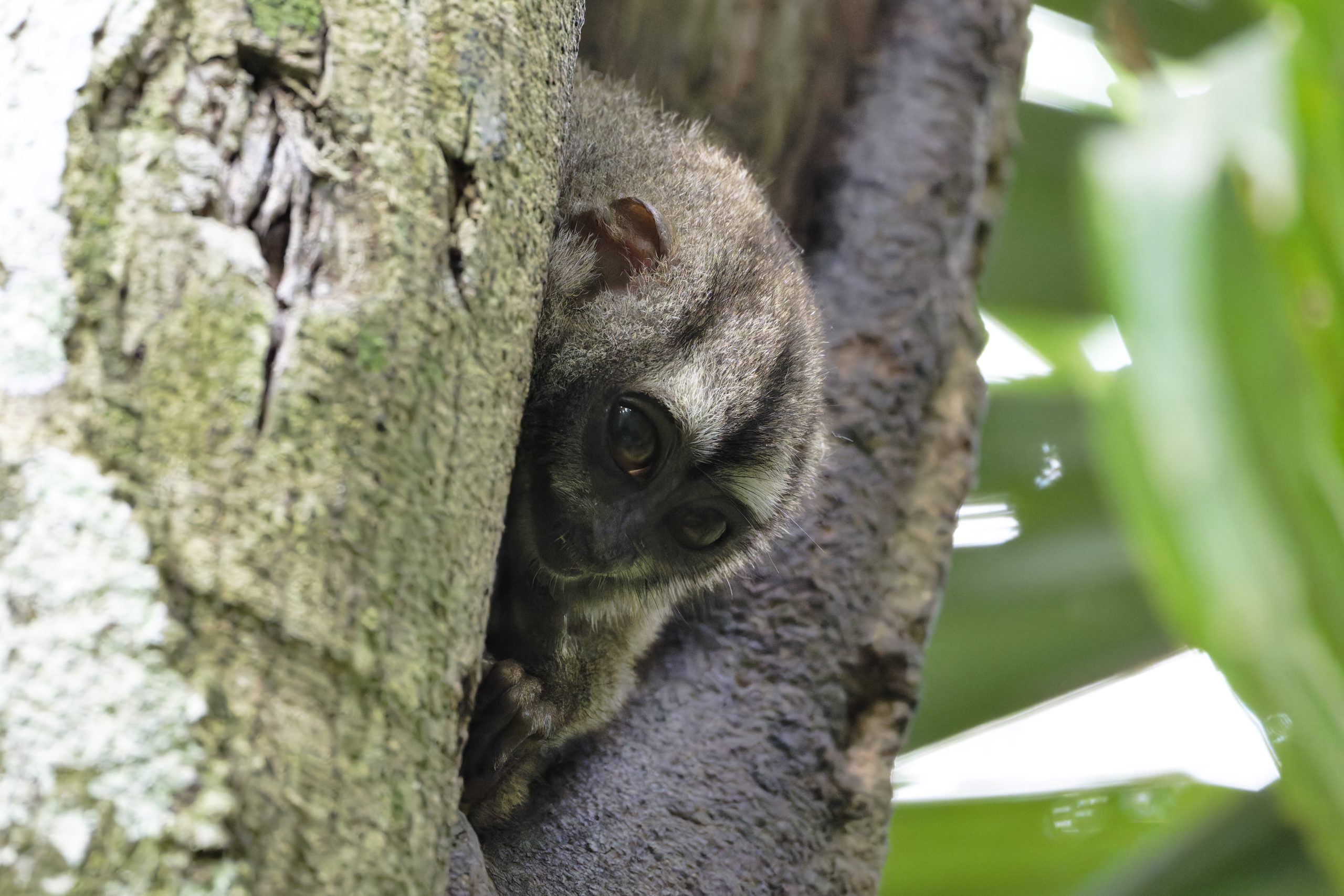 Panama 2026: back to Gamboa, Feb 15 – 18