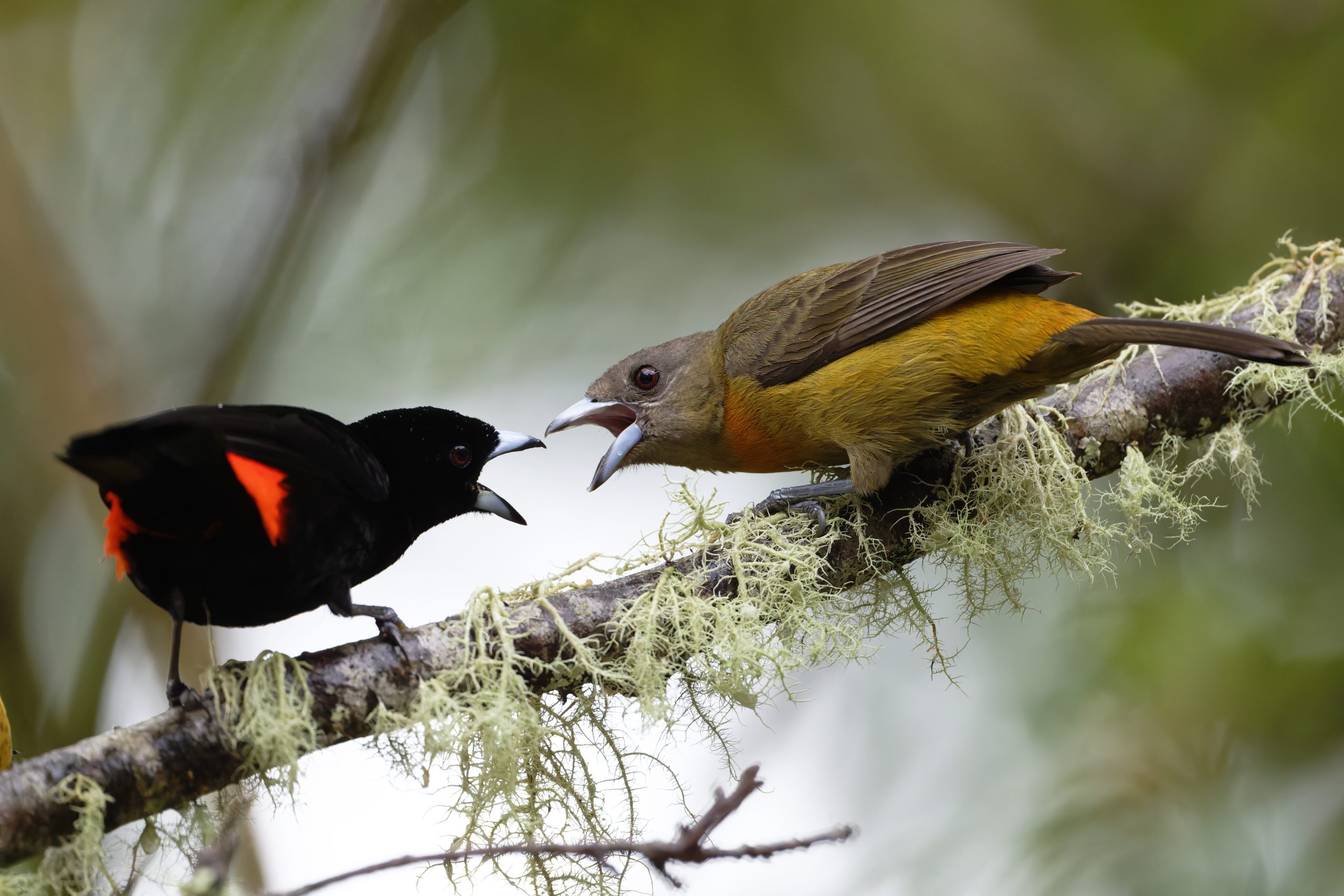 Panama 2026: Pacific West & Travel Day, Feb 10