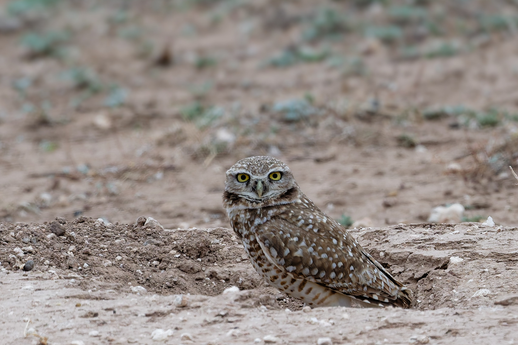 Texas Panhandle – April ’26