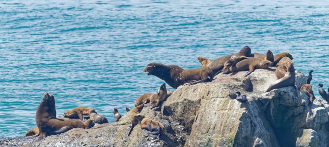 California Central  Coast, July 25 – August 5