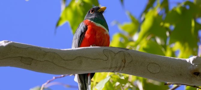 Arizona Sky Islands, August 14 – 21